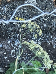Foeniculum vulgare