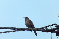 Turdus leucomelas