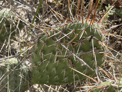 Opuntia cymochila