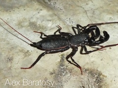 Labochirus proboscideus