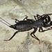 Labochirus proboscideus - Photo (c) lanka_wildlife, alguns direitos reservados (CC BY-NC), uploaded by lanka_wildlife