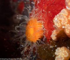 Balanophyllia regia