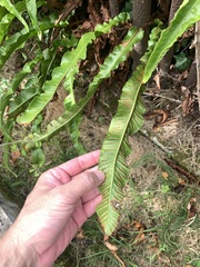 Asplenium scolopendrium