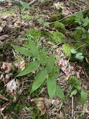 Streptopus lanceolatus