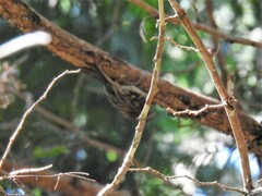 Certhia americana