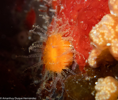 Balanophyllia regia