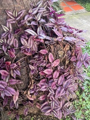 Tradescantia zebrina
