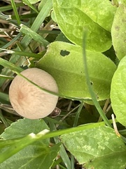 Panaeolus foenisecii