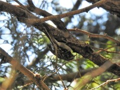 Certhia americana
