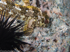 Lipophrys trigloides