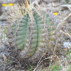 Thelocactus bicolor bicolor
