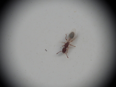Tetramorium bicarinatum