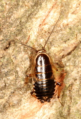 Ectobius sylvestris