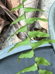 Asplenium platyneuron