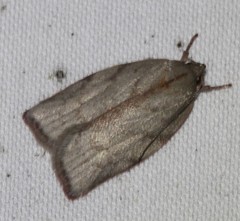 Euchaetis inceptella