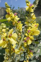 Verbascum chaixii