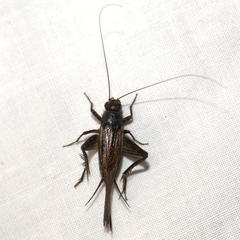 Eunemobius carolinus