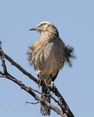 Mimus thenca