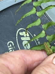 Asplenium platyneuron