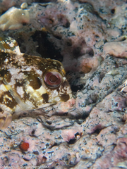 Lipophrys trigloides