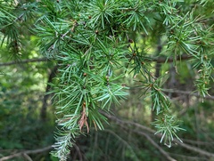Larix laricina
