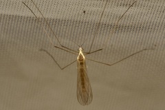 Gonomyia