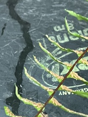 Asplenium platyneuron