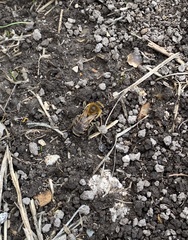 Colletes hederae