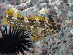 Lipophrys trigloides