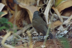 Turdus leucomelas