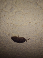 Armadillidium peraccae