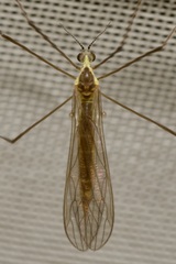 Gonomyia