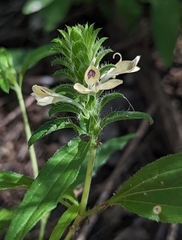 Tetramerium nervosum