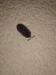 Armadillidium peraccae