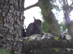 Sphyrapicus thyroideus