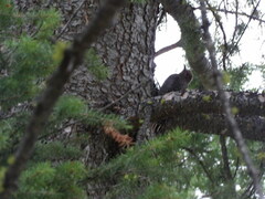 Sphyrapicus thyroideus