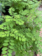 Phyllanthus