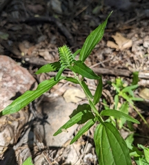 Tetramerium nervosum