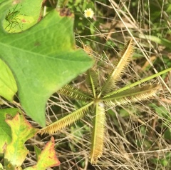 Dactyloctenium aegyptium
