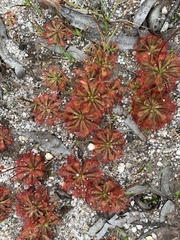 Drosera spatulata