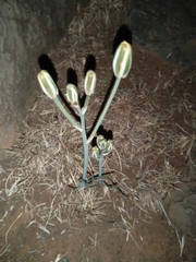 Albuca setosa