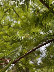 Taxodiomyia cupressi
