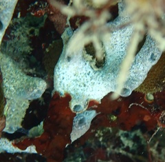 Haliclona caerulea