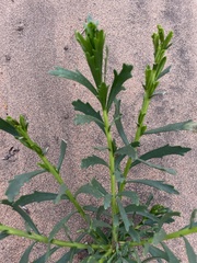 Tessaria absinthioides