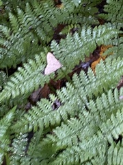 Bleptina caradrinalis