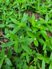 Oldenlandia corymbosa