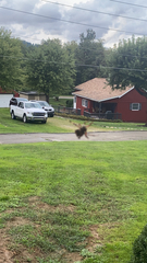 Neoscona domiciliorum