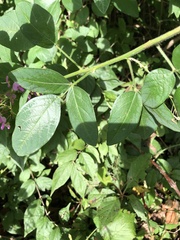 Desmodium perplexum