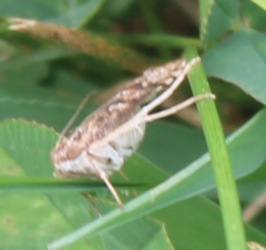 Nomophila nearctica