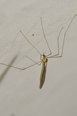 Gonomyia